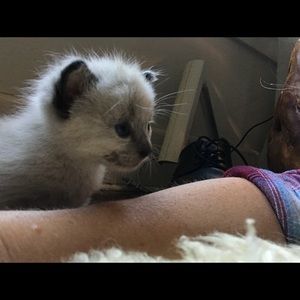 Meet your Posher, Yvette